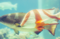 水族館の記憶
