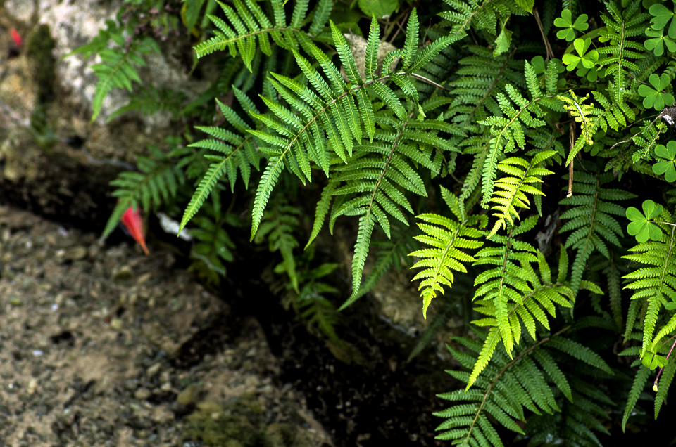 垣花樋川