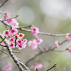2016　一番桜_1