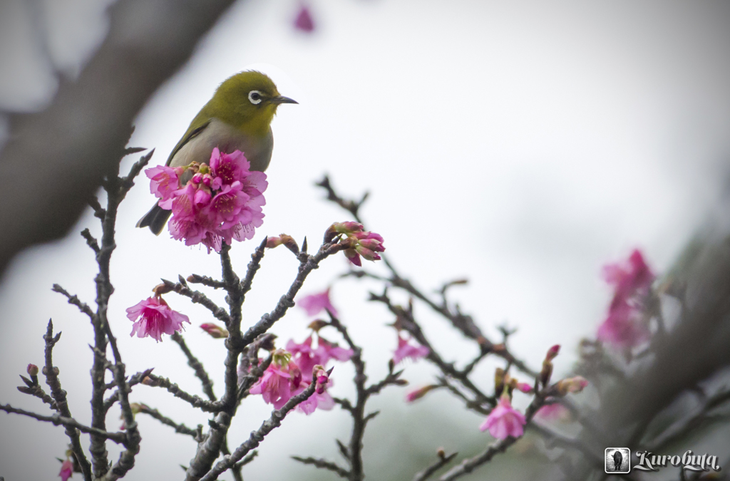 2016　一番桜_4