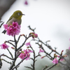 2016　一番桜_4