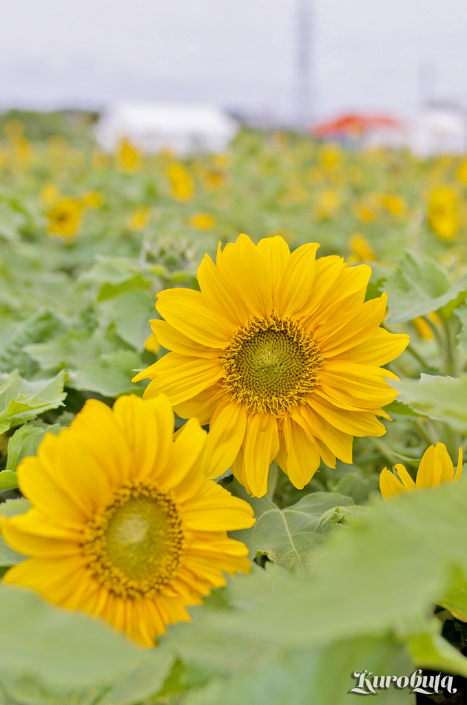ひまわりin北中城