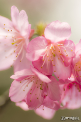 沖縄　寒緋桜