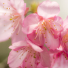 沖縄　寒緋桜