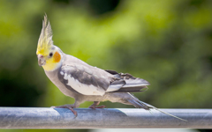 物干しインコ