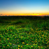 野原と夕焼け