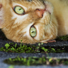 Cat's eye