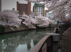 2014桜-5