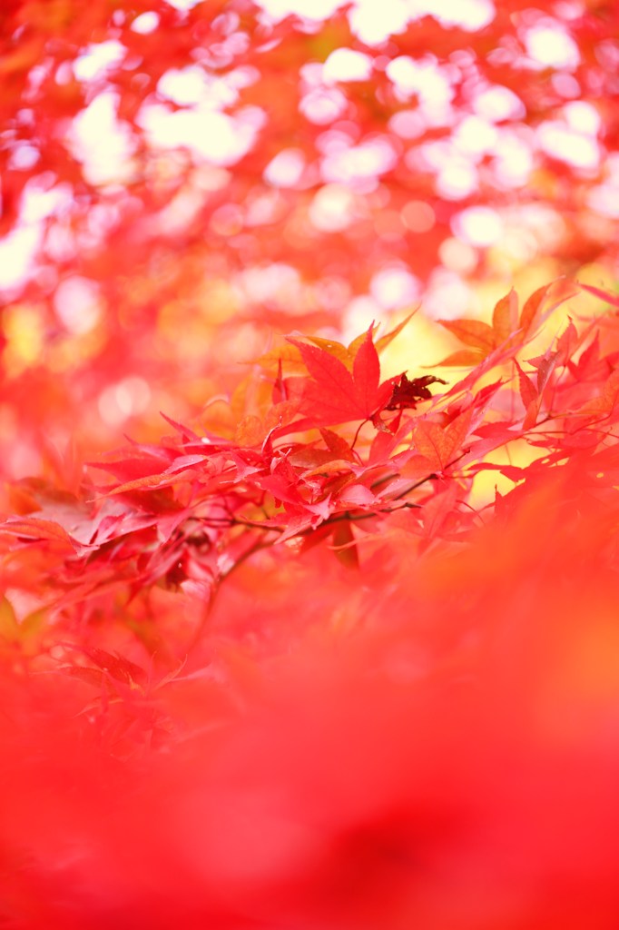 紅葉の嵐