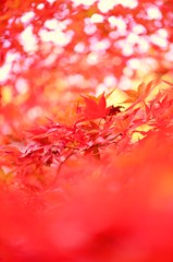 紅葉の嵐