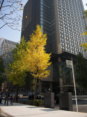 大手町の色づく銀杏