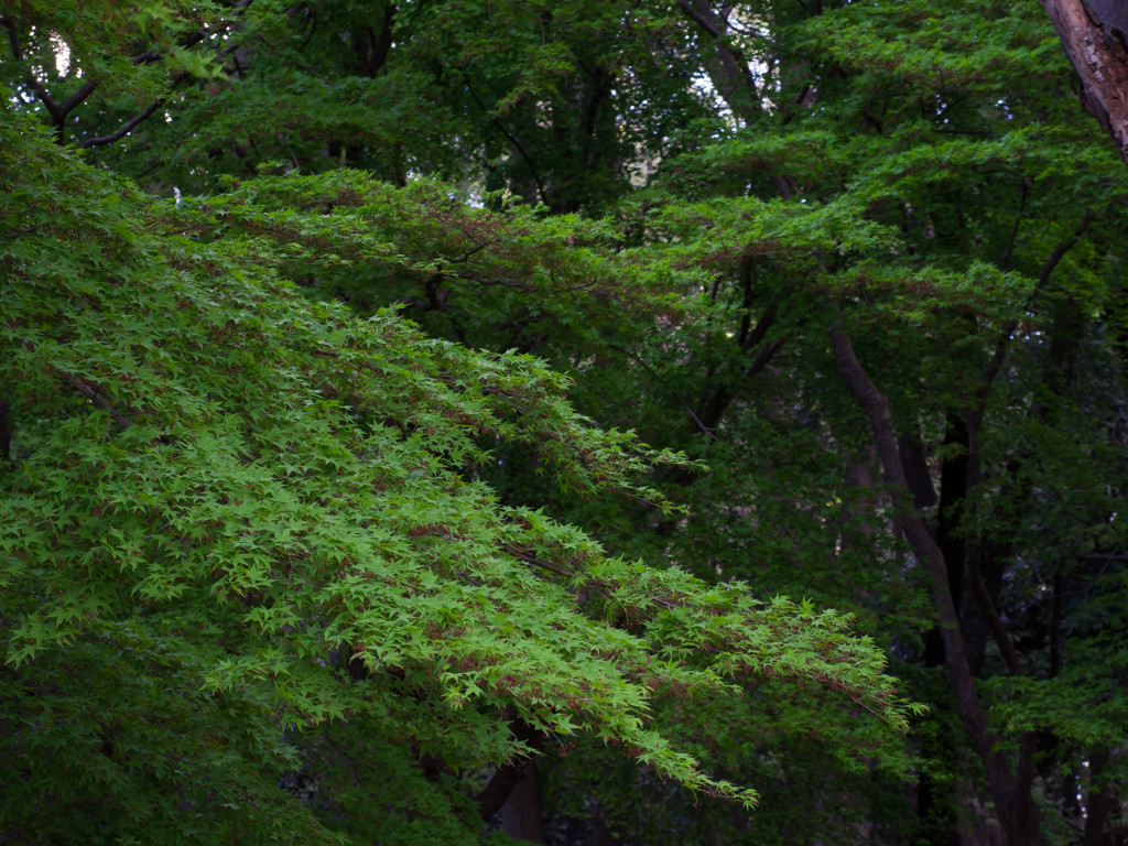 公園散策　その3
