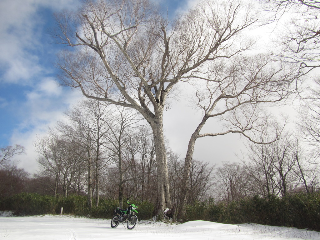 バージンスノー　岳樺？の巨木とバイクの出会い