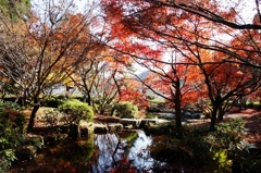 紅葉