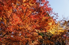 紅葉