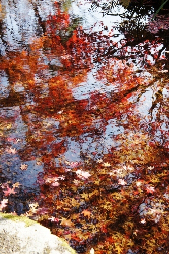 紅葉