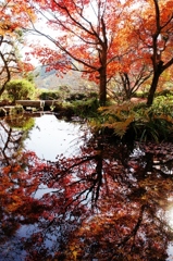 紅葉