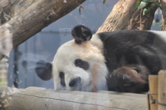 休憩中（上野動物園にて）