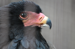 上野動物園にて