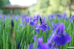 頼成の森　アヤメ園