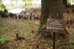 ヌマスギの根でした