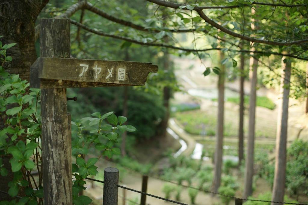 頼成の森　アヤメ園入り口