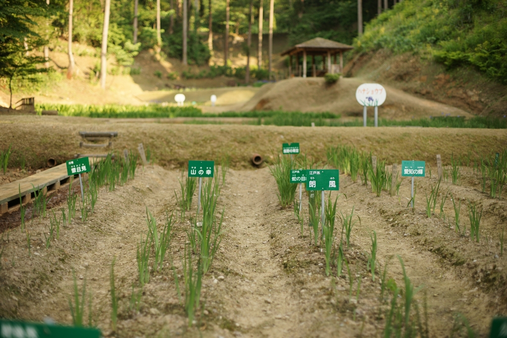 頼成の森　アヤメ園
