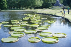 あ、落ちちゃった