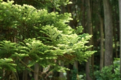 五箇山