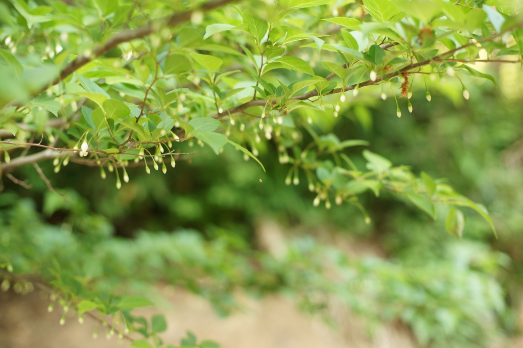 頼成の森　