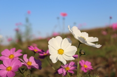 秋桜