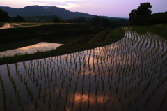 棚田の日暮れ