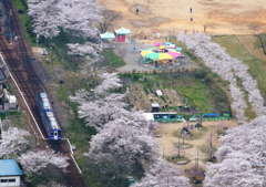 笠置桜