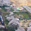 笠置桜