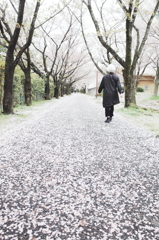 桜道