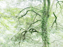 共存
