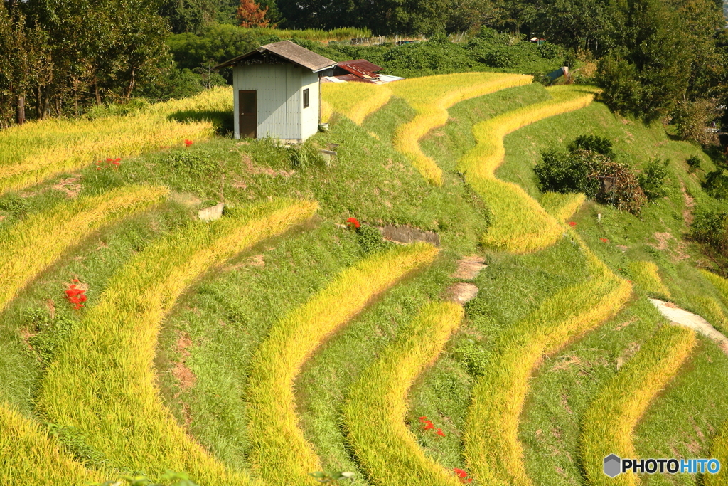 千早赤阪棚田