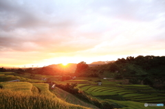 棚田夕景