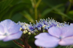 紫陽花3