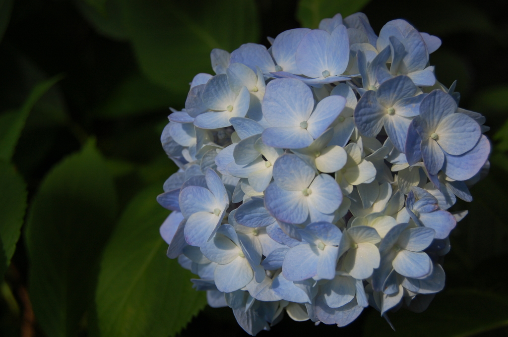 紫陽花1