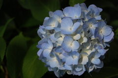 紫陽花1