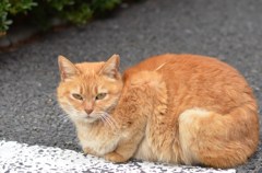 野良