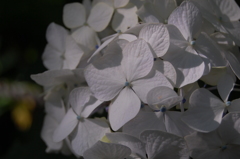 紫陽花2