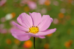 秋桜1
