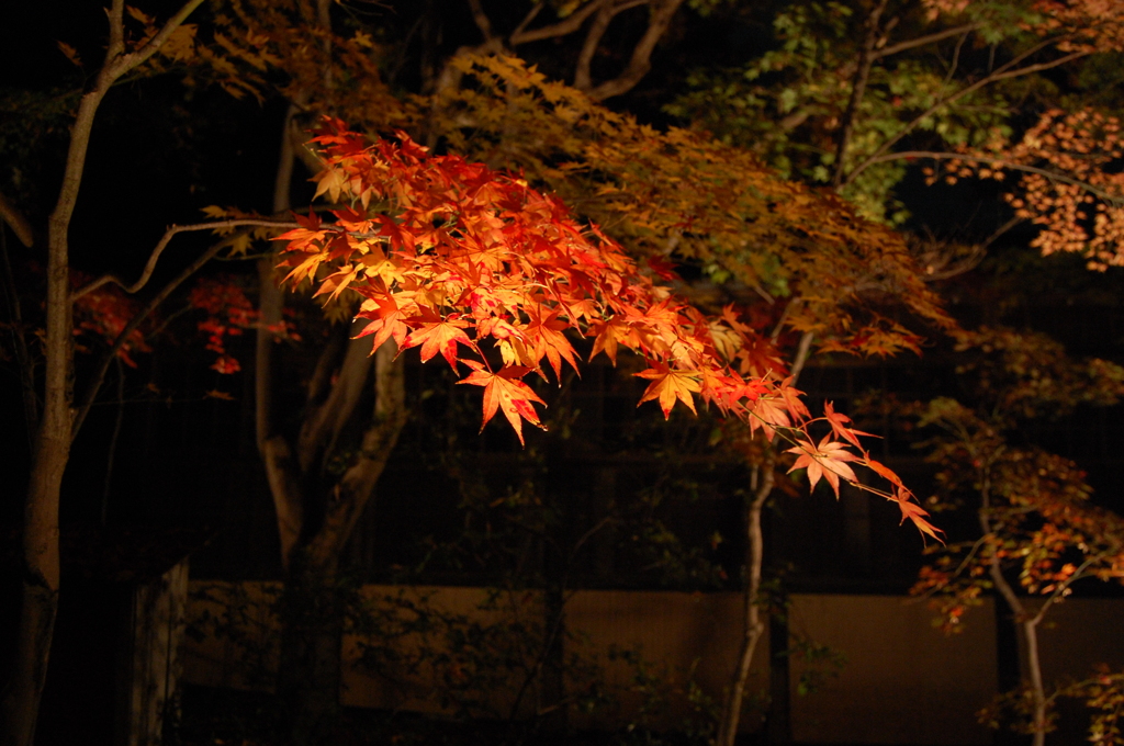 紅葉01