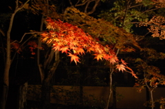 紅葉01