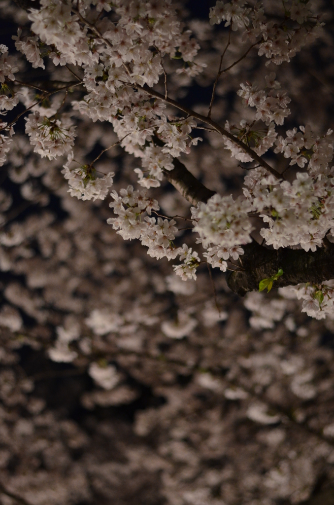 夜桜