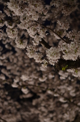 夜桜