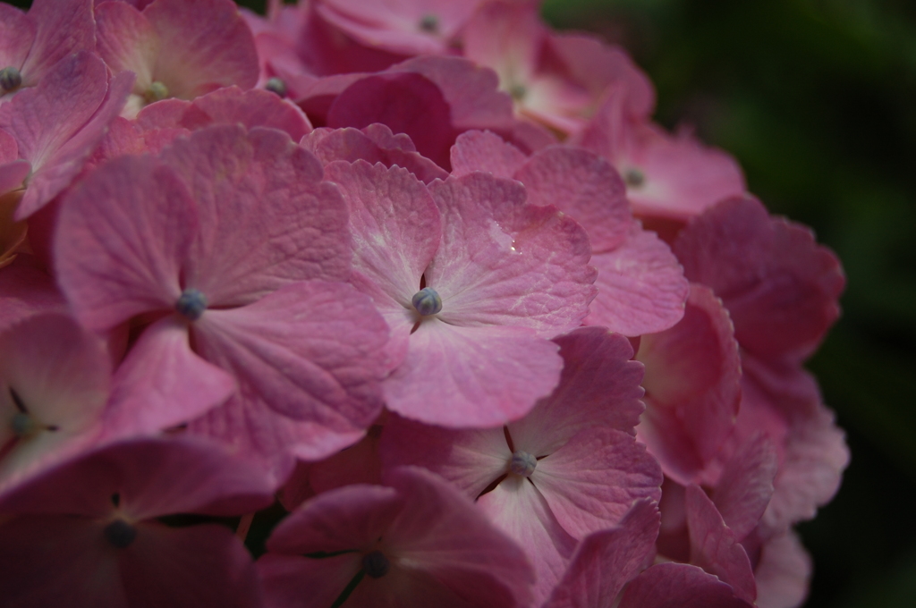 紫陽花4しずく