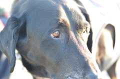 犬
